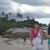 parai tenggiri